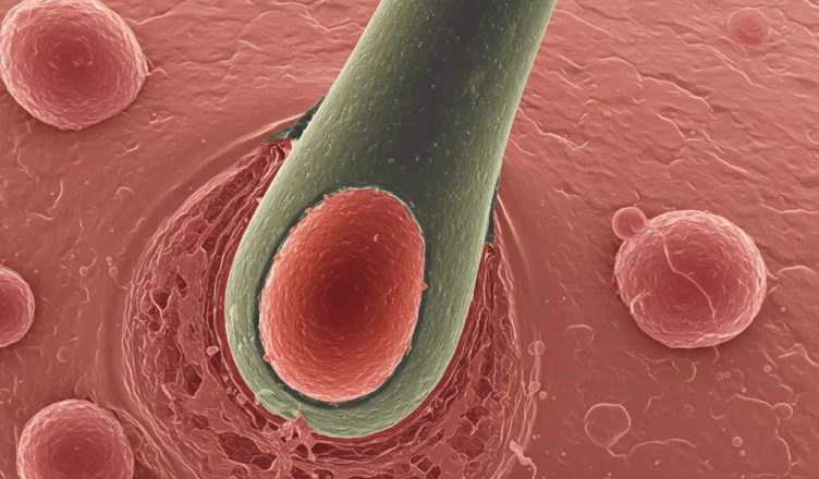 Close-up view of healthy hair follicles under a microscope, illustrating the biological features of dormant follicles